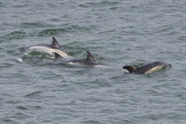 17 January 2021 - 11-25-22
That one on the far left at the back didn't want to swim straight. Pic 4 of 6
--------------------------
Dolphins in the river Dart, Dartmouth